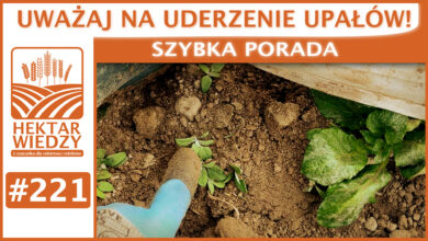 Photo of UWAŻAJ NA UDERZENIE UPAŁÓW! | SZYBKA PORADA #221