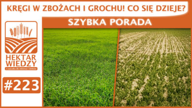 Photo of KRĘGI W ZBOŻACH I GROCHU! CO SIĘ DZIEJE? | SZYBKA PORADA #223