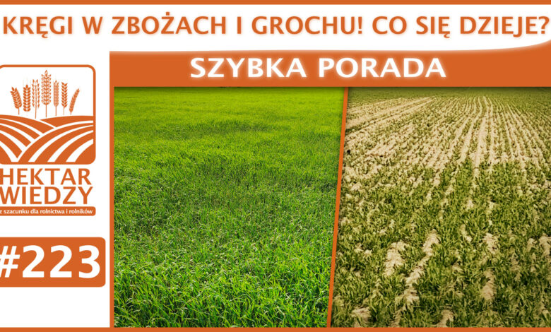 SZYBKA_PORADA_OKLADKA_223
