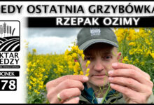 Photo of DO KIEDY OSTATNIA GRZYBÓWKA? RZEPAK OZIMY. | ODCINEK 278