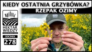 Photo of DO KIEDY OSTATNIA GRZYBÓWKA? RZEPAK OZIMY. | ODCINEK 278