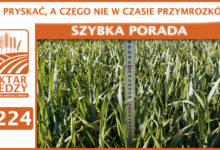 Photo of CO PRYSKAĆ, A CZEGO NIE W CZASIE PRZYMROZKÓW? | SZYBKA PORADA #224