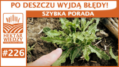 Photo of PO DESZCZU WYJDĄ BŁĘDY! | SZYBKA PORADA #226