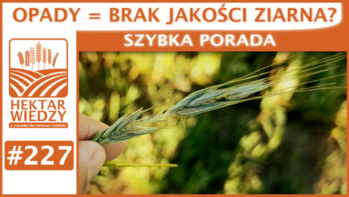 Photo of OPADY = BRAK JAKOŚCI ZIARNA? | SZYBKA PORADA #227