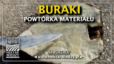 Photo of BURAKI – POWTÓRKA MATERIAŁU