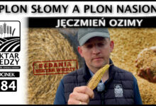 Photo of PLON SŁOMY A PLON NASION. PORÓWNANIE ODMIAN JĘCZMIENIA OZIMEGO. | ODCINEK 284