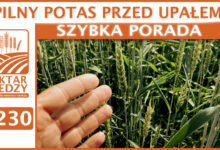 Photo of PILNY POTAS PRZED UPAŁEM! | SZYBKA PORADA #230