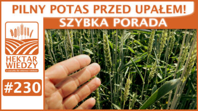 Photo of PILNY POTAS PRZED UPAŁAMI! | SZYBKA PORADA #230