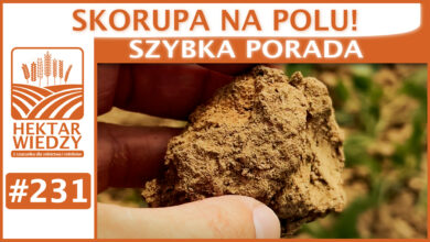 Photo of SKORUPA NA POLU. | SZYBKA PORADA #231