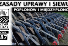 Photo of POPLONY I MIĘDZYPLONY – ZASADY UPRAWY I SIEWU. | ODCINEK 287