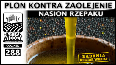 Photo of PLON KONTRA ZAOLEJENIE NASION RZEPAKU. | ODCINEK 288