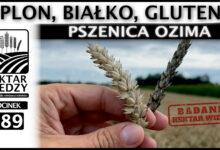Photo of PLON, BIAŁKO, GLUTEN – PSZENICA OZIMA. | ODCINEK 289
