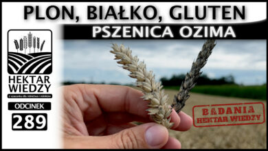 Photo of PLON, BIAŁKO, GLUTEN – PSZENICA OZIMA. | ODCINEK 289
