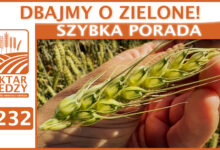 Photo of DBAJMY O ZIELONE. | SZYBKA PORADA #232