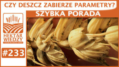 Photo of CZY DESZCZ ZABIERZE PARAMETRY? | SZYBKA PORADA #233