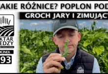 Photo of POPLON POD GROCH JARY I ZIMUJĄCY. JAKIE RÓŻNICE? | ODCINEK 293