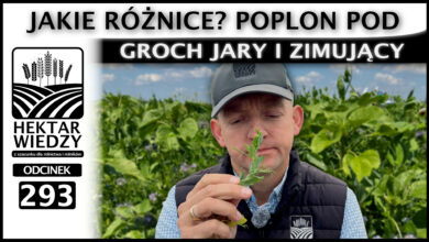 Photo of POPLON POD GROCH JARY I ZIMUJĄCY. JAKIE RÓŻNICE? | ODCINEK 293