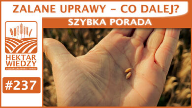 Photo of ZALANE UPRAWY – CO DALEJ? | SZYBKA PORADA #237