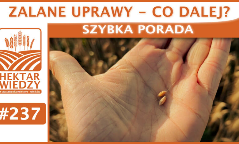 SZYBKA_PORADA_OKLADKA_237
