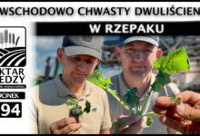 Photo of POWSCHODOWO CHWASTY DWULIŚCIENNE W RZEPAKU. | ODCINEK 294