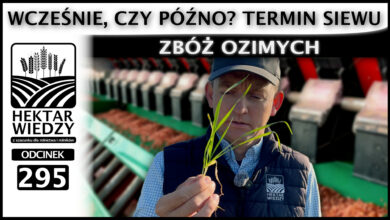 Photo of WCZEŚNIE CZY PÓŹNO? TERMIN SIEWU ZBÓŻ OZIMYCH. | ODCINEK 295