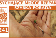 Photo of USYCHAJĄCE MŁODE RZEPAKI! | SZYBKA PORADA #241