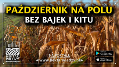 Photo of PAŹDZIERNIK 2025 – PIGUŁKA WIEDZY
