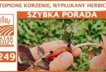Photo of ZATOPIONE KORZENIE, WYPŁUKANY HERBICYD. | SZYBKA PORADA #249