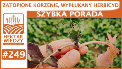 Photo of ZATOPIONE KORZENIE, WYPŁUKANY HERBICYD. | SZYBKA PORADA #249
