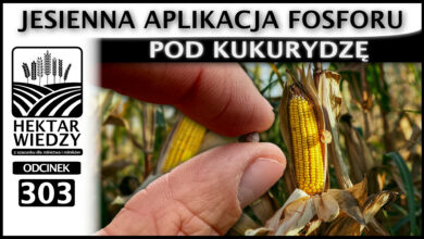 Photo of JESIENNA APLIKACJA FOSFORU POD KUKURYDZĘ. | ODCINEK 303