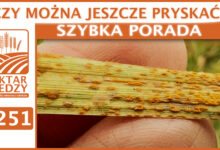 Photo of CZY MOŻNA JESZCZE PRYSKAĆ? | SZYBKA PORADA #251