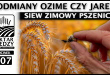Photo of ODMIANY OZIME, CZY JARE? SIEW ZIMOWY PSZENICY. | ODCINEK 307