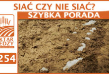 Photo of SIAĆ CZY NIE SIAĆ? | SZYBKA PORADA #254