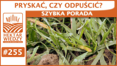 Photo of PRYSKAĆ, CZY ODPUŚCIĆ? | SZYBKA PORADA #255