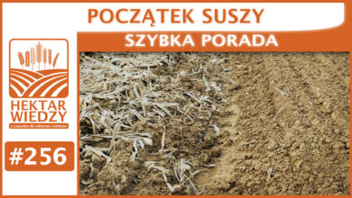 Photo of POCZĄTEK SUSZY | SZYBKA PORADA #256