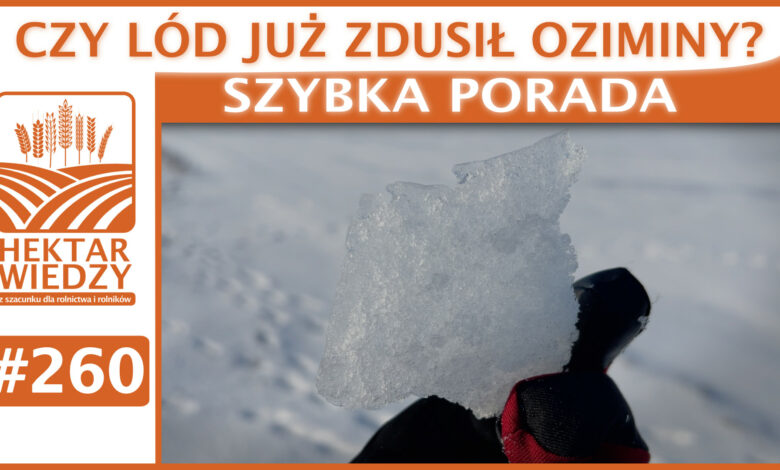 SZYBKA_PORADA_OKLADKA_260