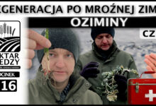 Photo of REGENERACJA PO MROŹNEJ ZIMIE – OZIMINY. (Część 1.) | ODCINEK 316