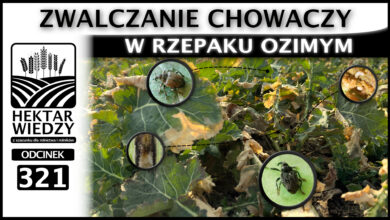 Photo of ZWALCZANIE CHOWACZY W RZEPAKU OZIMYM. | ODCINEK 321