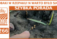 Photo of ROBAKI W RZEPAKU! N WARTO BYŁO SIAĆ! | SZYBKA PORADA #266