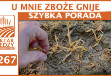 Photo of U MNIE ZBOŻE GNIJE. | SZYBKA PORADA #267