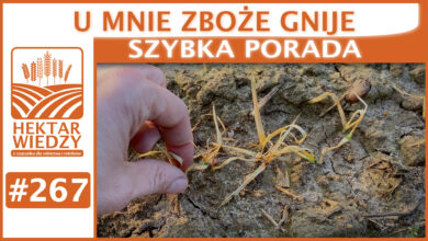 Photo of U MNIE ZBOŻE GNIJE. | SZYBKA PORADA #267