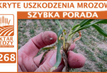 Photo of UKRYTE USZKODZENIA MROZOWE. | SZYBKA PORADA #268