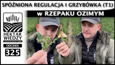 Photo of SPÓŹNIONA REGULACJA I GRZYBÓWKA (T1) w RZEPAKU OZIMYM. | ODCINEK 325