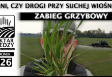 Photo of ZABIEG GRZYBOWY – TANI CZY DROGI PRZY SUCHEJ WIOŚNIE? | ODCINEK 326