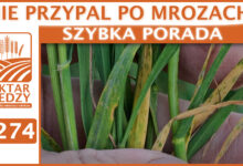 Photo of NIE PRZYPAL PO MROZACH! | SZYBKA PORADA #274