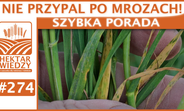 SZYBKA_PORADA_OKLADKA_274