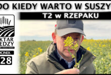 Photo of DO KIEDY WARTO W SUSZY? T2 w RZEPAKU. | ODCINEK 328
