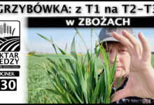 Photo of GRZYBÓWKA Z T1 na T2-T3 w ZBOŻACH | ODCINEK 330