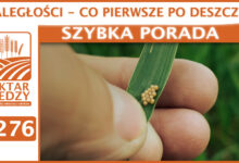 Photo of ZALEGŁOŚCI – CO PIERWSZE PO DESZCZU? | SZYBKA PORADA #276