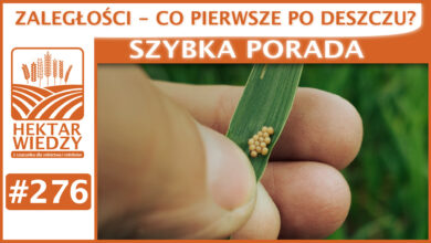 Photo of ZALEGŁOŚCI – CO PIERWSZE PO DESZCZU? | SZYBKA PORADA #276